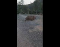 Large brown wombat animal walks around outside 