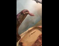 Collab scorpionmasters - Lizard reptile jumps down does scorpion tank 