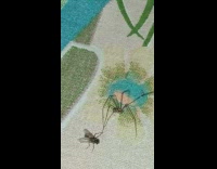 Cellar Spider Struggles to Break Free from Fly