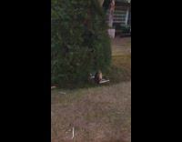 Drunk guy jumps into big round bush and falls into it