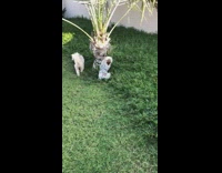 two dogs play in the grass outside and one wears a black white outfit 