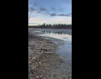 Man finds the exact duck from the emoji 