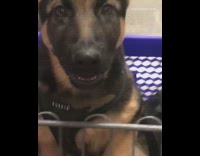 German shepherd puppy whines blue shopping cart 
