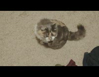 Cat meows if youre happy and you know it