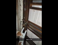 Cat make sound with handle of door lock