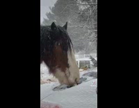 Collab BitchMP - Horse wipes ice off back window of car