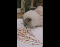 Fluffy cat plays with sticks