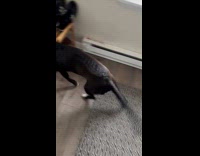 Dog to be put on crate runs 