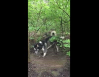 two huskies taking a mud bath with one another outside 