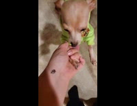 Dog in dino costume stands to spin 