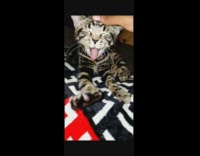 Kitten yawns slow motion 