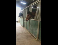 brown horse shakes his head in a stable 