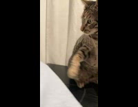 Tabby cat on desk bites apple pencil