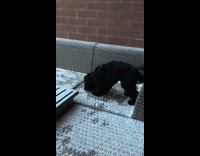 Black Pet Dog plays on snowy wooden couch