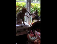 Cat taps each other on head 