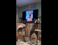 Two dogs bark watch Daily Dose on TV