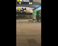 Fox peeks in the store and walks away to the train station