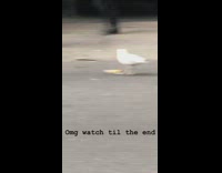 White bird picks up pizza slice on the street and flies away
