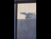 Two birds pull each other and mate on ledge