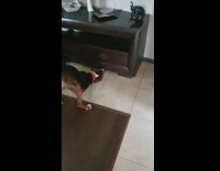 Dog whimpers toy stuck under the shelf