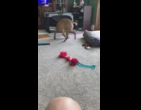 Brown dog blurry chasing tail living room