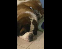 Pet dog asleep with a hurricane outside the house