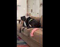 Dogs freeze playing on the couch