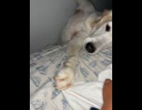 Dog stuck on the gap between bed and wall