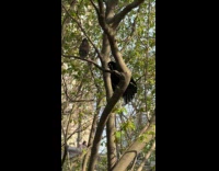 Larger black bird on tree make noise