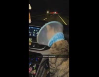 Collab BitchMP - Cat banging head to music in cone in car