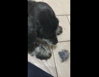 Lady puts small mouse toy in front of long eared black dog 