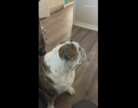 Bulldog dog growls at animal skull decoration 