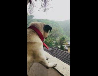 Pug dog red collar looks balcony rain 