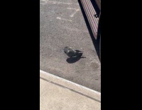 Collab WINY - Pigeon with tilted head spinning on street 