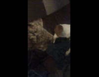 Dog dont like fur rug on sofa