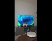 Black white cat falls off television stand 