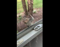 Squirrel Outside Climbs then Scratches Glass Window