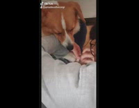 Corgi dog gets nails filed indoors girl 