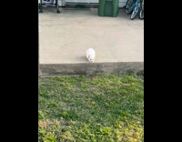 White puppy jump from pavement to grass