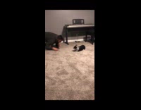 Man crouch play with corgi dog carpet floor