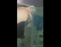 Mouth of snail in glass tank eating filth