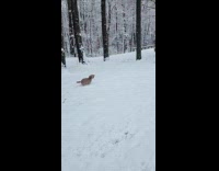 Dogs runs around first time playing snow