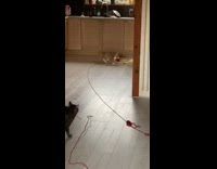 Brown white cat plays with red yarn 