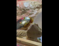 Bearded dragon eat mashed squash from spoon