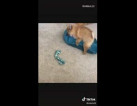 Brown pomeranian dog compilation green bowtie eyebrows 