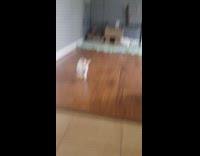 White bunny jumps over cage and escapes