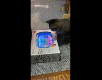 KaleSaladIG - Cat presses soother toy button turns it on