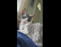 White grey cat licking its foot and fur 