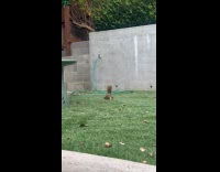 Squirrel runs away after  caught being weird