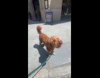 Dog howling to sound of sirens